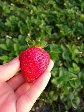 庄河草莓吃瓜,甜蜜瓜果中的鲜红佳品